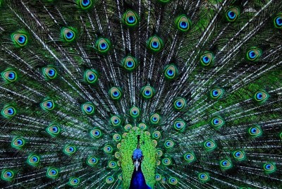 18EG587-Image-sourcing-policy-blog_Peacock_Blog.jpg