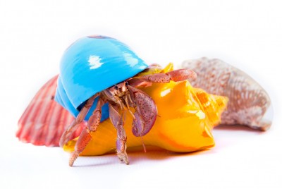 Hermit-crab-smooth-transition1.jpg