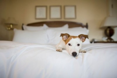 dog_on_bed.jpg